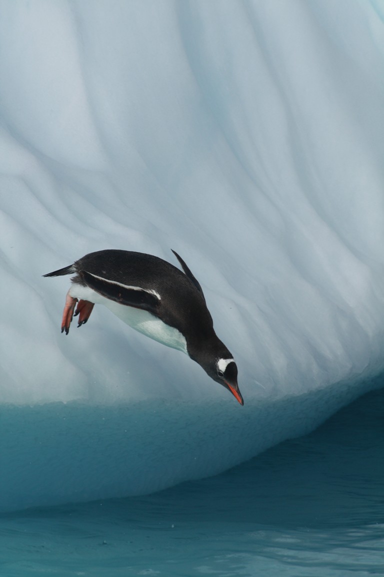 antarctique